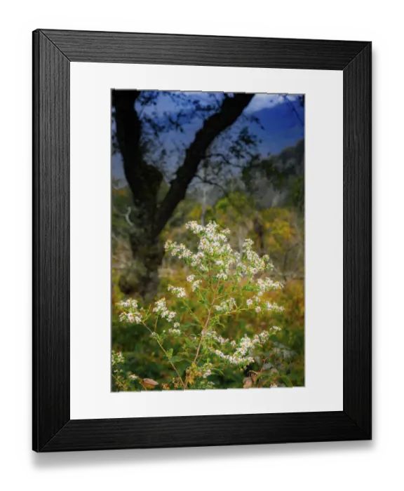Framed Print : Wild asters, Blue Ridge Parkway, Smoky Mountains, USA Framed Print : Wild asters, Blue Ridge Parkway, Smoky Mountains, USA