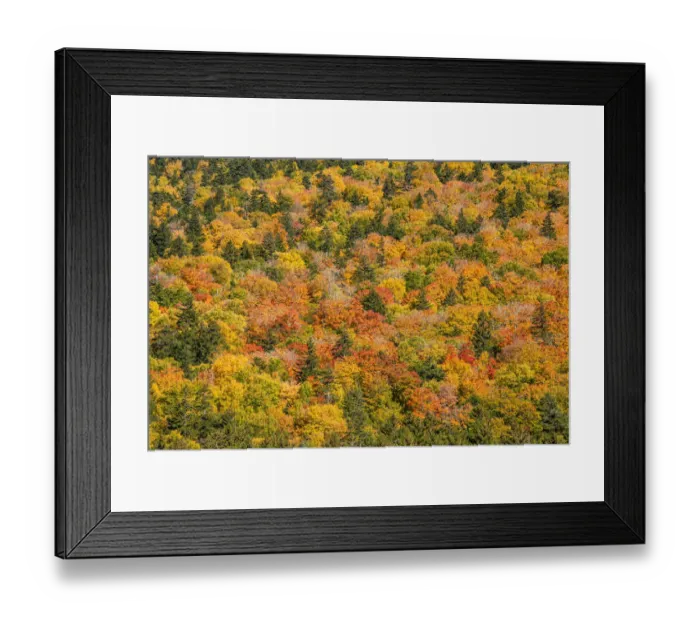Framed Print : USA, New Hampshire, fall foliage Bretton Woods at base of Mount Washington Framed Print : USA, New Hampshire, fall foliage Bretton Woods at base of Mount Washington