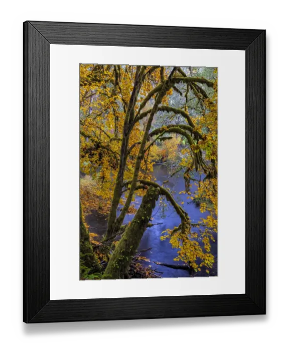 Framed Print : Colorful autumn maples along Humbug Creek in Clatsop County, Oregon, USA Framed Print : Colorful autumn maples along Humbug Creek in Clatsop County, Oregon, USA