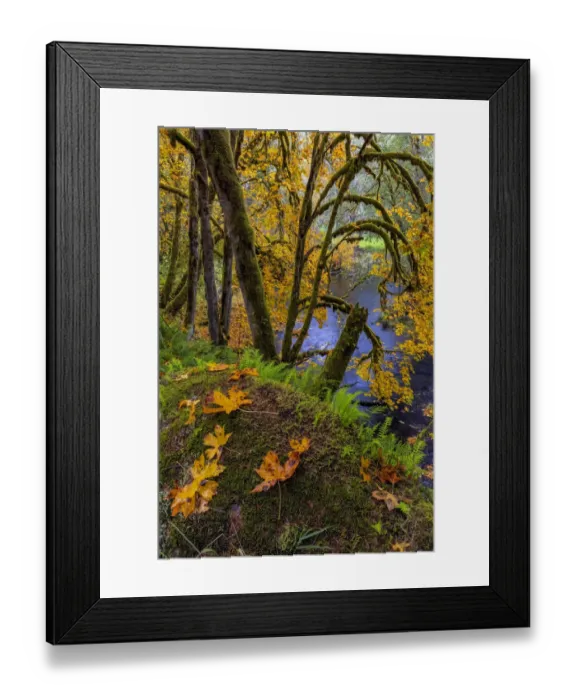 Framed Print : Colorful autumn maples along Humbug Creek in Clatsop County, Oregon, USA