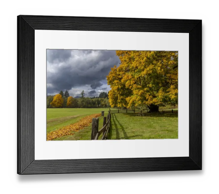 Framed Print : Maple tree and fence at Jewell Meadows Wildlife Area near Jewell, Oregon, USA Framed Print : Maple tree and fence at Jewell Meadows Wildlife Area near Jewell, Oregon, USA