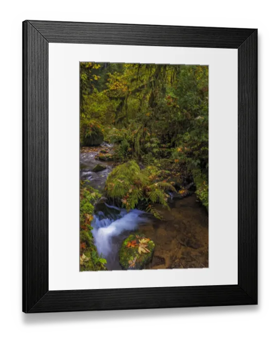 Framed Print : Bigtooth Maple leaves in autumn along Munson Creek near Tillamook, Oregon, USA