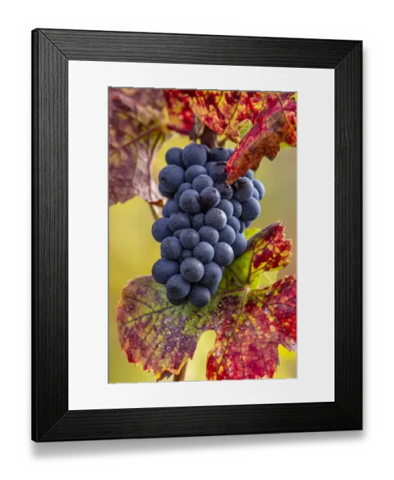 Framed Print : Mature pinot noir grapes on the vine at Yamhill Valley Vineyards near McMinnville, Oregon, USA