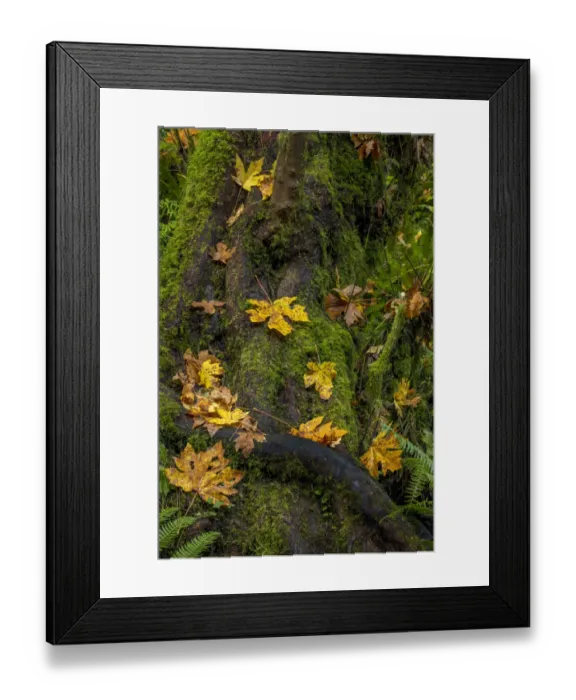 Framed Print : Bigtooth Maple leaves in autumn along Munson Creek near Tillamook, Oregon, USA Framed Print : Bigtooth Maple leaves in autumn along Munson Creek near Tillamook, Oregon, USA