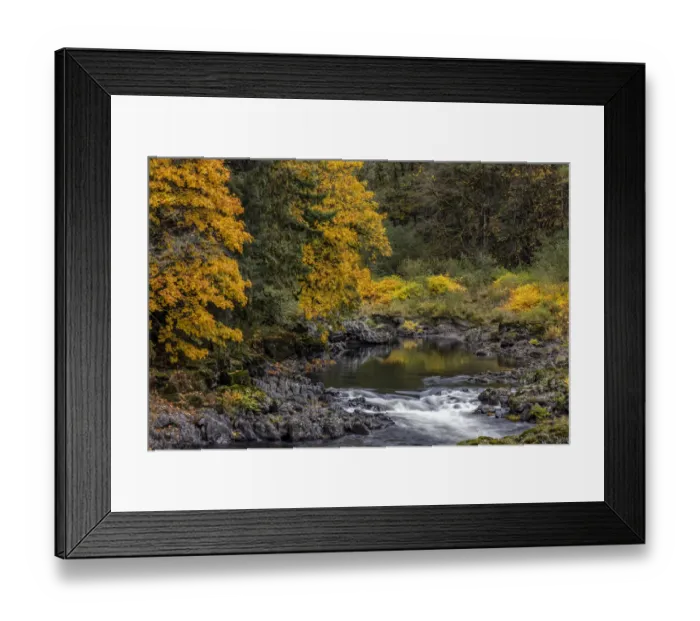 Framed Print : Fall color along the Nehalem River in the Tillamook State Forest, Oregon, USA Framed Print : Fall color along the Nehalem River in the Tillamook State Forest, Oregon, USA