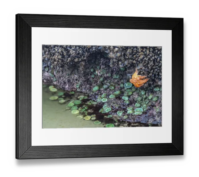 Framed Print : USA, Oregon, Bandon Beach. Sea star and anemones exposed at low tide Framed Print : USA, Oregon, Bandon Beach. Sea star and anemones exposed at low tide