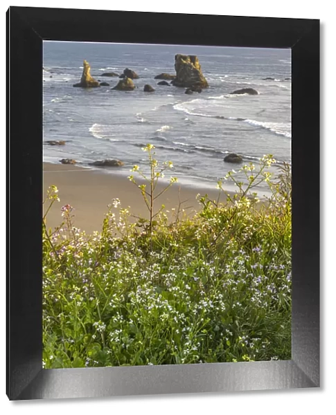 USA, Oregon, Bandon Beach. Sea stack on ocean shore and blooming flowers
