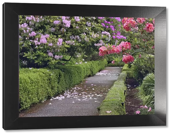 Sidewalk lined with Rhododendron, Shore Acres State Park, Coos Bay, Oregon