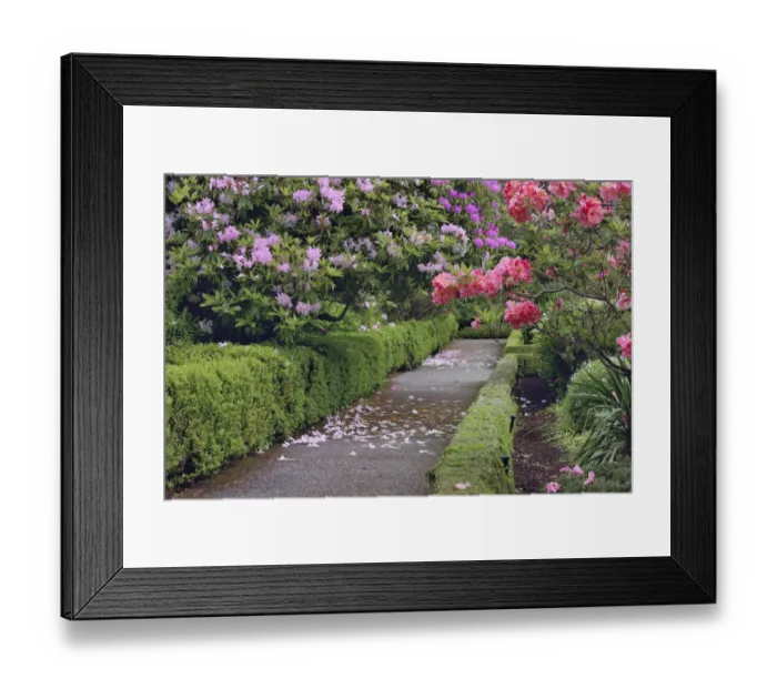 Framed Print : Sidewalk lined with Rhododendron, Shore Acres State Park, Coos Bay, Oregon Framed Print : Sidewalk lined with Rhododendron, Shore Acres State Park, Coos Bay, Oregon