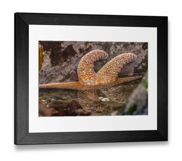 Framed Print : USA, Oregon, Bandon Beach. Close-up of sea star partially exposed by low tide Framed Print : USA, Oregon, Bandon Beach. Close-up of sea star partially exposed by low tide