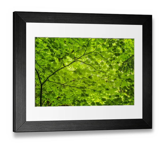 Framed Print : Pattern of green maple leaves, Columbia River Gorge National Scenic Area, Oregon Framed Print : Pattern of green maple leaves, Columbia River Gorge National Scenic Area, Oregon