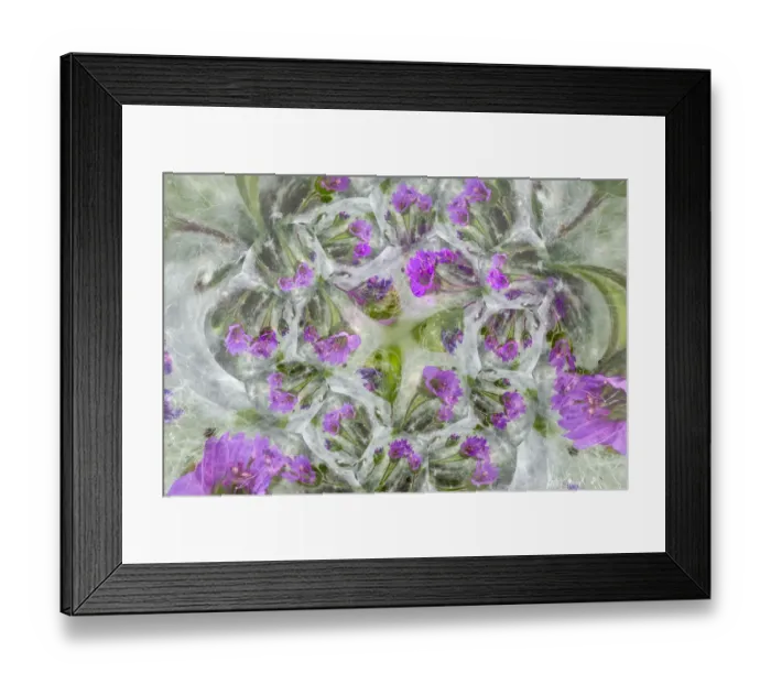 Framed Print : Doves Foot Geranium, Geranium molle, Columbia River Gorge, Oregon