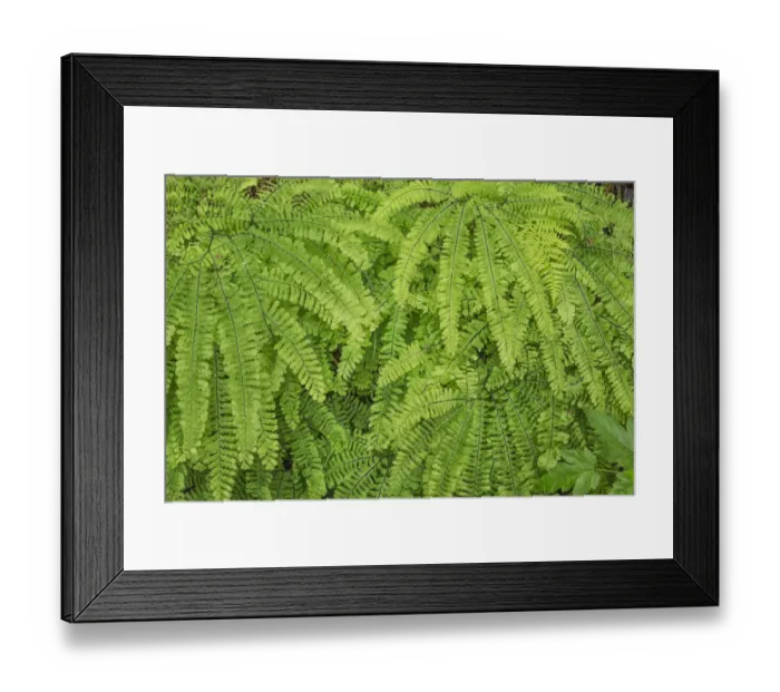 Framed Print : Western maidenhair fern, Columbia River Gorge National Scenic Area, Oregon Framed Print : Western maidenhair fern, Columbia River Gorge National Scenic Area, Oregon