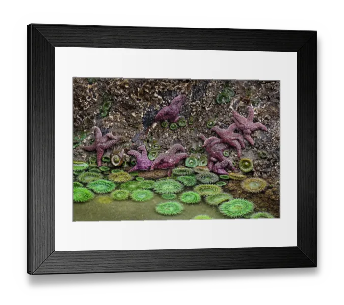 Framed Print : Giant Green Anemone, Ochre Sea Star in tidal pool, Bandon Beach, Oregon