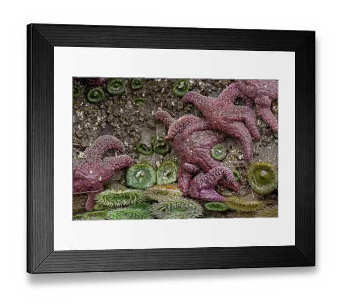 Framed Print : Giant Green Anemone, Ochre Sea Star in tidal pool, Bandon Beach, Oregon Framed Print : Giant Green Anemone, Ochre Sea Star in tidal pool, Bandon Beach, Oregon