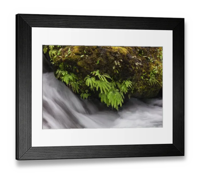 Framed Print : Stream and maidenhair ferns, Columbia River Gorge, Oregon Framed Print : Stream and maidenhair ferns, Columbia River Gorge, Oregon