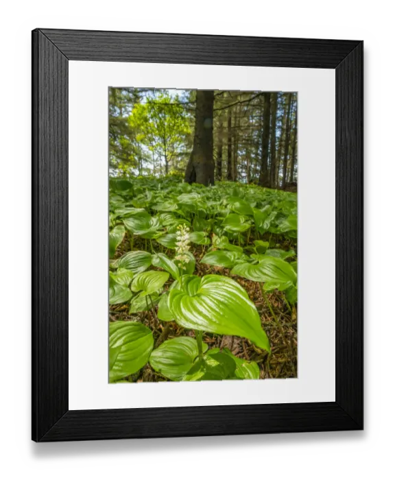 Framed Print : USA, Oregon, Samuel H. Boardman State Scenic Corridor. False lily of the valley plants in forest Framed Print : USA, Oregon, Samuel H. Boardman State Scenic Corridor. False lily of the valley plants in forest