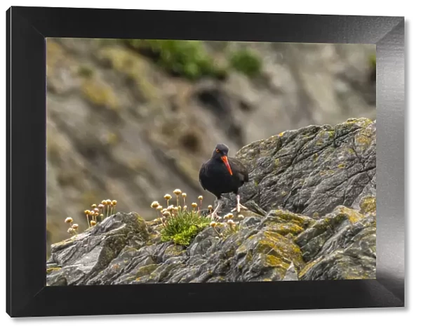 USA, Oregon, Bandon Beach. Black oystercatcher bird on rock