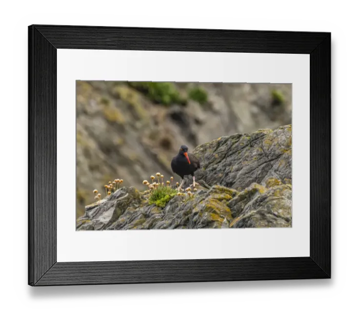 Framed Print : USA, Oregon, Bandon Beach. Black oystercatcher bird on rock Framed Print : USA, Oregon, Bandon Beach. Black oystercatcher bird on rock