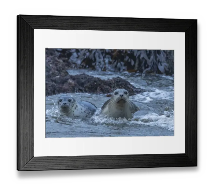 Framed Print : USA, Oregon, Bandon Beach. Harbor seal mother and pup in water Framed Print : USA, Oregon, Bandon Beach. Harbor seal mother and pup in water