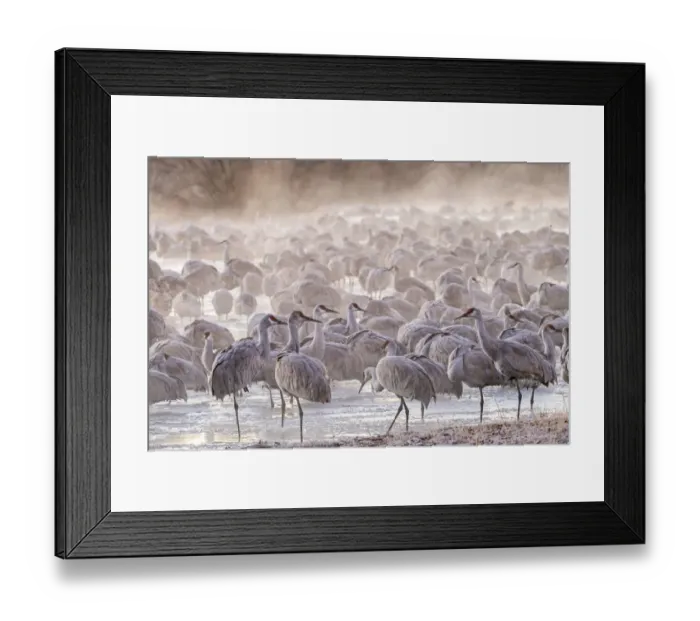 Framed Print : USA, New Mexico, Bernardo Wildlife Management Area. Sandhill cranes at dawn in partially frozen pond Framed Print : USA, New Mexico, Bernardo Wildlife Management Area. Sandhill cranes at dawn in partially frozen pond