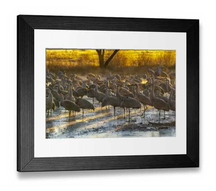 Framed Print : USA, New Mexico, Bernardo Wildlife Management Area. Sandhill cranes at dawn in partially frozen pond
