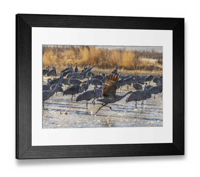 Framed Print : USA, New Mexico, Bernardo Wildlife Management Area. Sandhill cranes at dawn in partially frozen pond Framed Print : USA, New Mexico, Bernardo Wildlife Management Area. Sandhill cranes at dawn in partially frozen pond