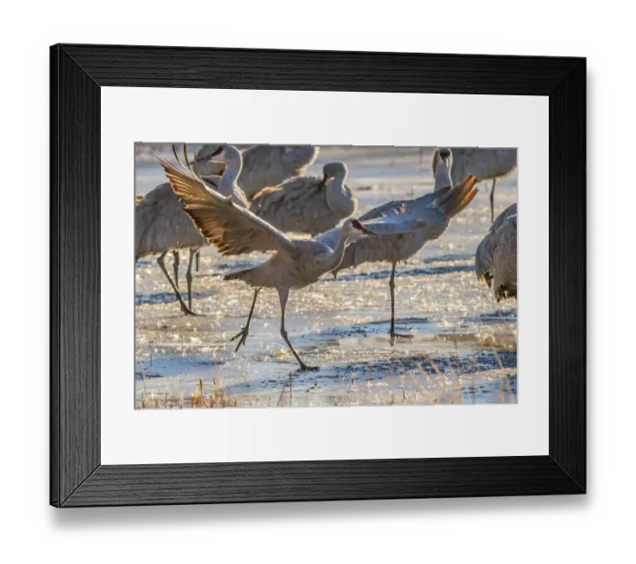 Framed Print : USA, New Mexico, Bernardo Wildlife Management Area. Sandhill cranes at dawn in partially frozen pond