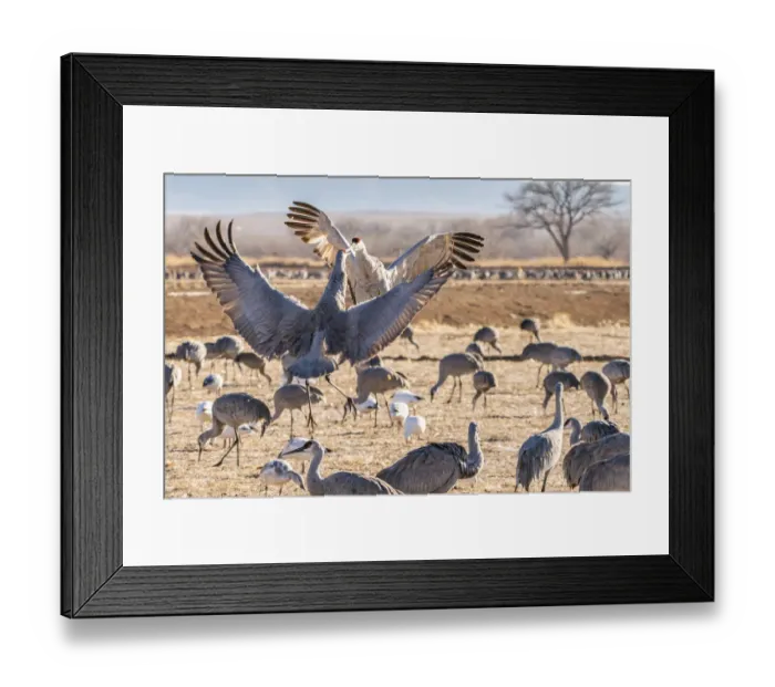 Framed Print : USA, New Mexico, Bernardo Wildlife Management Area. Sandhill cranes dancing in courtship behavior Framed Print : USA, New Mexico, Bernardo Wildlife Management Area. Sandhill cranes dancing in courtship behavior