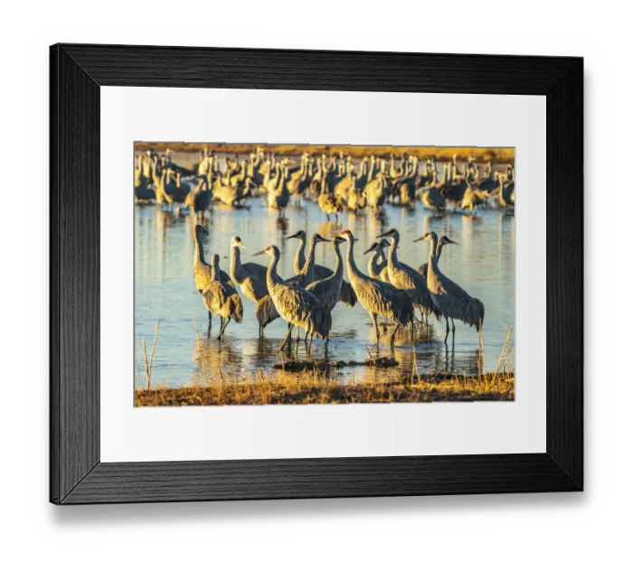 Framed Print : USA, New Mexico, Bernardo Wildlife Management Area. Sandhill cranes at dawn in pond Framed Print : USA, New Mexico, Bernardo Wildlife Management Area. Sandhill cranes at dawn in pond