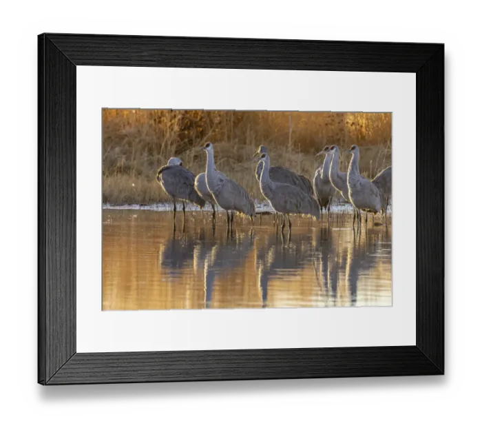 Framed Print : USA, New Mexico, Bernardo Wildlife Management Area. Sandhill cranes at dawn in pond Framed Print : USA, New Mexico, Bernardo Wildlife Management Area. Sandhill cranes at dawn in pond