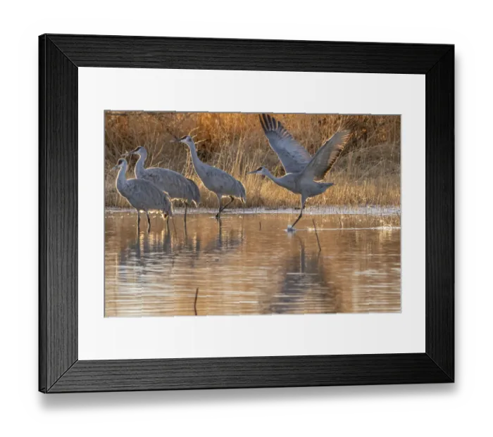 Framed Print : USA, New Mexico, Bernardo Wildlife Management Area. Sandhill crane running to take off from pond Framed Print : USA, New Mexico, Bernardo Wildlife Management Area. Sandhill crane running to take off from pond