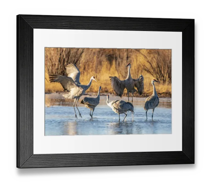 Framed Print : USA, New Mexico, Bernardo Wildlife Management Area. Sandhill crane dancing in mating behavior