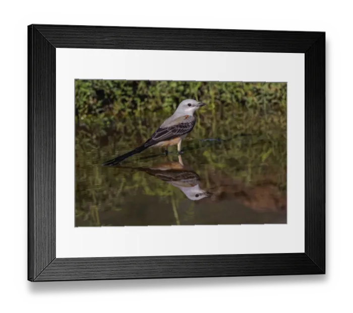 Framed Print : Scissor-tailed flycatcher, Rio Grande Valley, Texas Framed Print : Scissor-tailed flycatcher, Rio Grande Valley, Texas