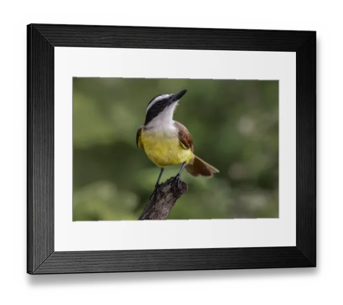 Framed Print : Great kiskadee, South Padre Island, Texas Framed Print : Great kiskadee, South Padre Island, Texas