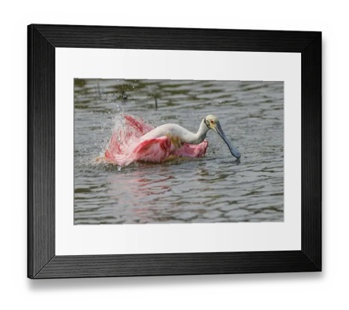Framed Print : Roseate spoonbill bathing, South Padre Island, Texas