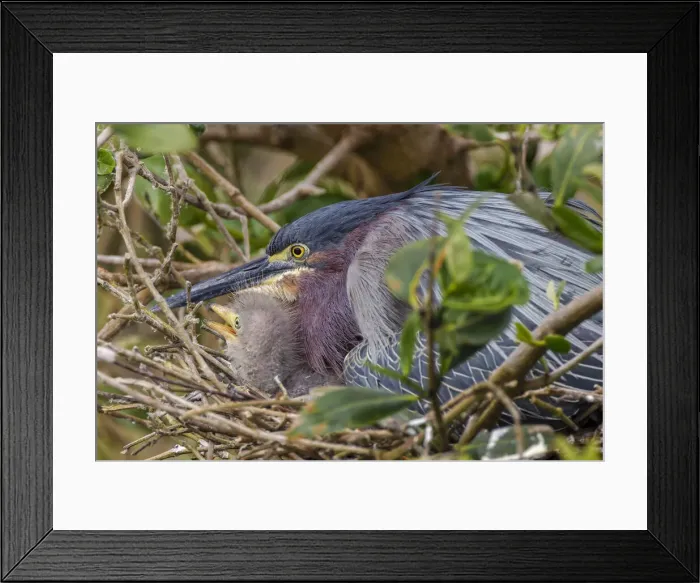 Framed Print : Green heron nesting, South Padre Island, Texas