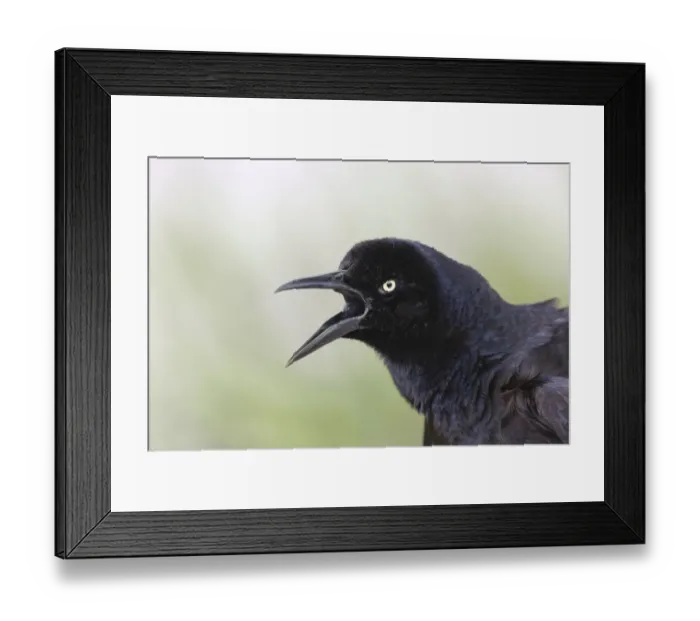 Framed Print : Great-tailed Grackle close-up, South Padre Island, Texas Framed Print : Great-tailed Grackle close-up, South Padre Island, Texas