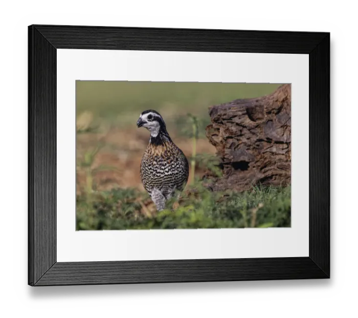 Framed Print : Male Bobwhite, Rio Grande Valley, Texas