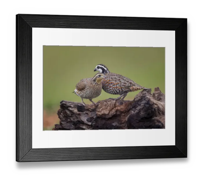 Framed Print : Northern Bobwhite, Rio Grande Valley, Texas Framed Print : Northern Bobwhite, Rio Grande Valley, Texas