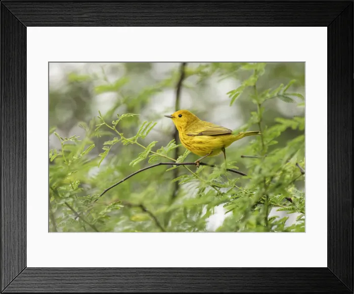 Framed Print : Migrating Yellow warbler, South Padre Island, Texas Framed Print : Migrating Yellow warbler, South Padre Island, Texas