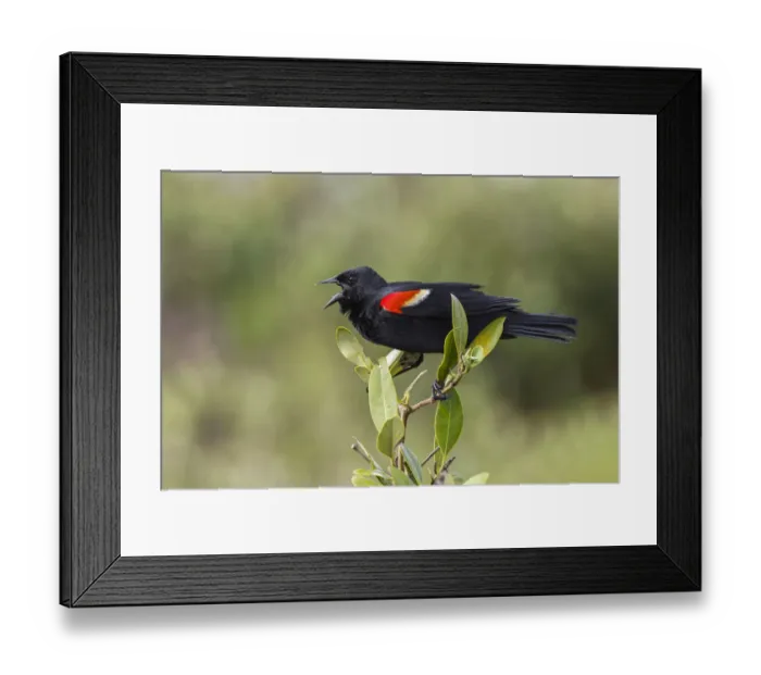 Framed Print : Male red-winged blackbird. South Padre Island, Texas Framed Print : Male red-winged blackbird. South Padre Island, Texas