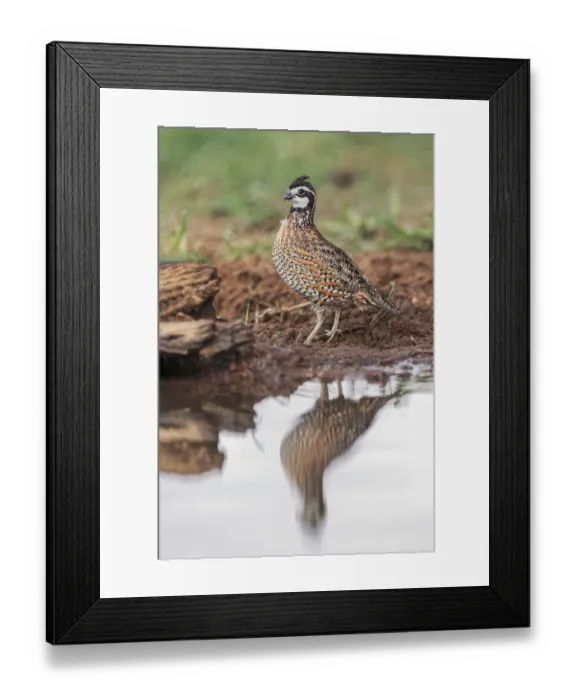 Framed Print : Northern Bobwhite and reflection on small pond in the desert, Rio Grande Valley, Texas Framed Print : Northern Bobwhite and reflection on small pond in the desert, Rio Grande Valley, Texas