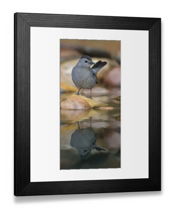 Framed Print : Gray catbird reflecting on small pond in the desert, Rio Grande Valley, Texas Framed Print : Gray catbird reflecting on small pond in the desert, Rio Grande Valley, Texas