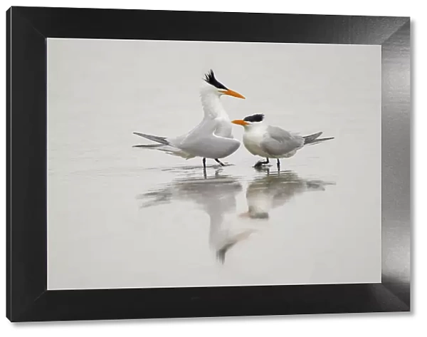 Royal terns in courtship display, South Padre Island, Texas