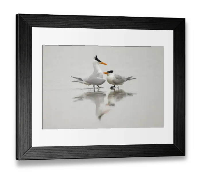 Framed Print : Royal terns in courtship display, South Padre Island, Texas Framed Print : Royal terns in courtship display, South Padre Island, Texas