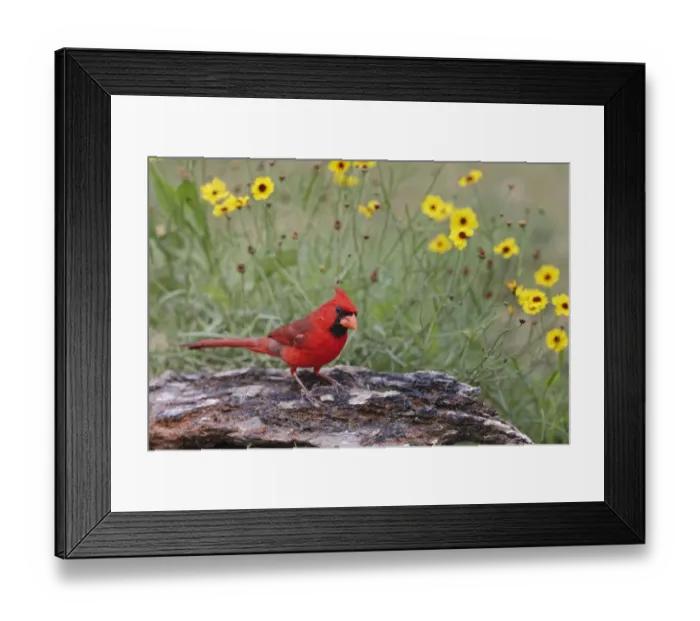 Framed Print : Male Northern Cardinal and flowers. Rio Grande Valley, Texas