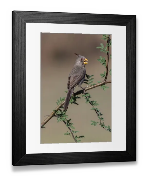 Framed Print : Pyrrhuloxia, Rio Grande Valley, Texas Framed Print : Pyrrhuloxia, Rio Grande Valley, Texas
