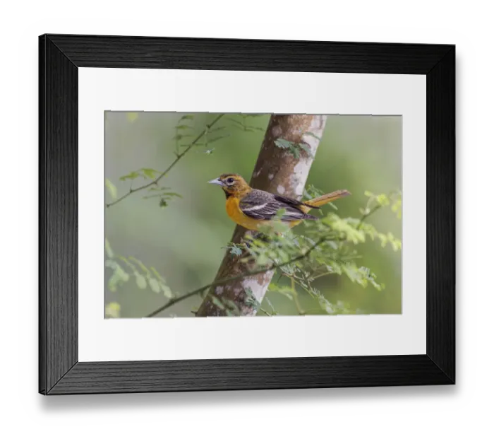 Framed Print : Female Orchard oriole, South Padre Island, Texas Framed Print : Female Orchard oriole, South Padre Island, Texas
