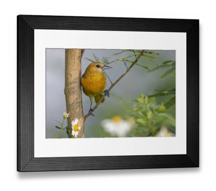 Framed Print : Female Orchard oriole, South Padre Island, Texas